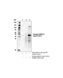 Cell Signaling Phospho-Mek1/2 (Ser217/221) (E4m5c) Rabbit mAb