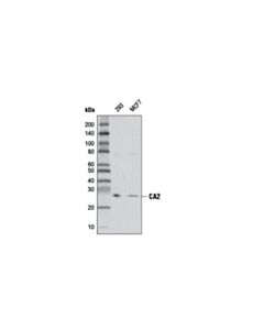 Cell Signaling Ca2 Antibody