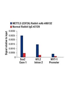 Cell Signaling Mettl3 (E3f2a) Rabbit mAb