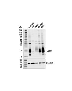 Cell Signaling Cd59 (E8a4s) Rabbit mAb