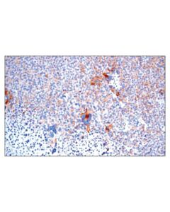 Cell Signaling Cd40 (E2z7j) Rabbit mAb