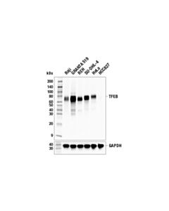Cell Signaling Tfeb (E9o3a) Mouse mAb