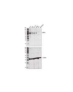 Cell Signaling Macc1 (D2k7v) Rabbit mAb