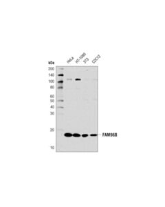 Cell Signaling Fam96b (D4v9z) Rabbit mAb