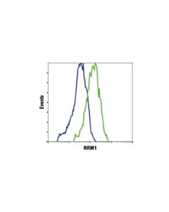Cell Signaling Rrm1 (D12f12) Xp Rabbit mAb
