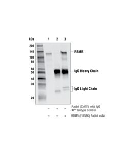 Cell Signaling Rbm5 (E8g8k) Rabbit mAb