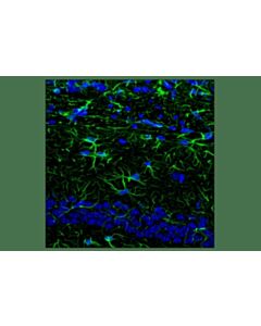 Cell Signaling Goat Anti-Rabbit IgG, Fc Fragment Antibody (FITC Conjugate); 2 mg