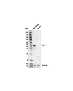 Cell Signaling Tuft1 (E9m2u) Rabbit mAb