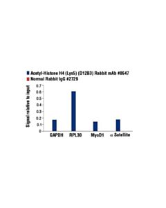 Cell Signaling Acetyl-Histone H4 (Lys5) (D12b3) Rabbit mAb