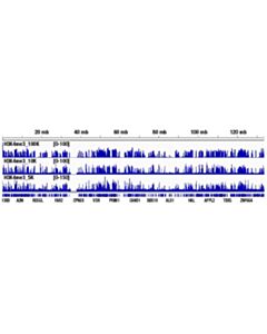 Cell Signaling Cut&Run Assay Kit