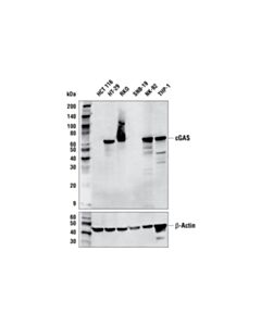 Cell Signaling Cgas (E5v3w) Rabbit mAb (BSA And Azide Free)