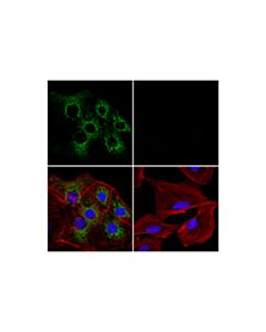 Cell Signaling Mthfd2 (E7a4l) Xp Rabbit mAb (Alexa Fluor 488 Conjugate)