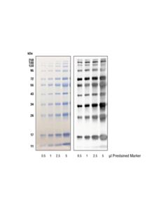 Cell Signaling Blue Prestained Protein Marker Detection Pack