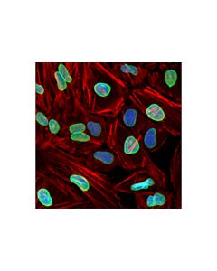 Cell Signaling Lamin A (133a2) Mouse mAb