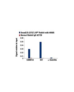 Cell Signaling Smad2/3 (D7g7) Xp<LT/>Sup&Gt;®<LT/>/Sup&Gt; Rabbit mAb