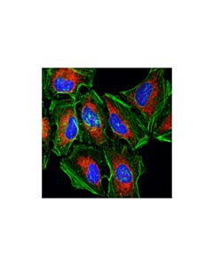 Cell Signaling Cox IV (3e11) Rabbit mAb (Alexa Fluor 594 Conjugate)