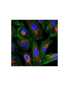 Cell Signaling Cox IV (3e11) Rabbit mAb (Alexa Fluor 555 Conjugate)