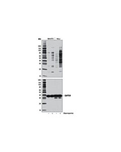 Cell Signaling Cleaved Caspase Substrate Motif [De(T/S/A)D] Multimab Rabbit mAb Mix