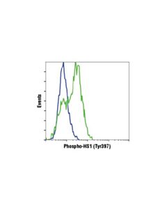 Cell Signaling Phospho-HS1 (Tyr397) (D12C1) XP Rabbit mAb