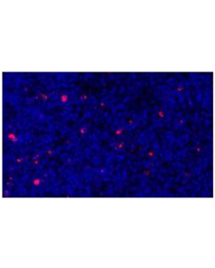 Cell Signaling LAG3 (D2G4O) XP Rabbit mAb (Alexa Fluor 647 Conjugate)