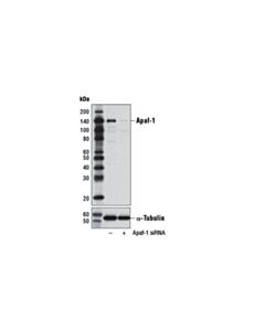 Cell Signaling Apaf-1 (D7g4) Rabbit mAb