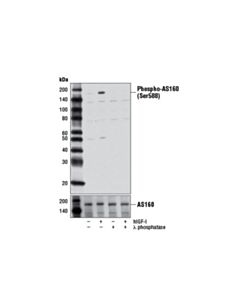 Cell Signaling Phospho-AS160 (Ser588) (D8E4) Rabbit mAb 20 uL