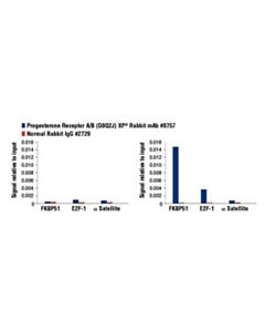 Cell Signaling Progesterone Receptor A/B (D8q2j) Xp Rabbit mAb