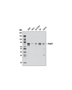Cell Signaling Foxc1 (D8a6) Rabbit mAb