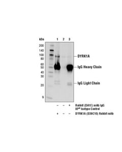 Cell Signaling Dyrk1a (D30c10) Rabbit mAb