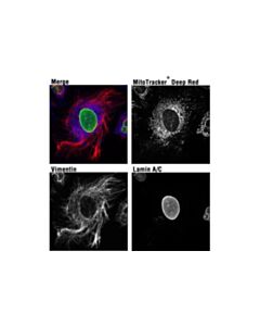 Cell Signaling Mitotracker Deep Red Fm