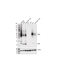 Cell Signaling Cd28 (D2z4e) Rabbit mAb (BSA And Azide Free)