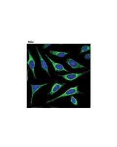 Cell Signaling Er-Tracker Green (Bodipy Fl Glibenclamide)