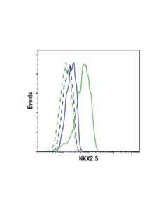 Cell Signaling Nkx2.5 (E1y8h) Rabbit mAb