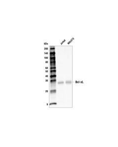 Cell Signaling Bcl-Xl (54h6) Rabbit mAb (Biotinylated)