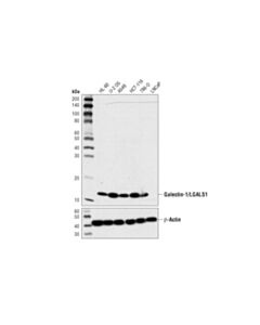 Cell Signaling Galectin-1/Lgals1 (8a12) Mouse mAb (BSA And Azide Free)