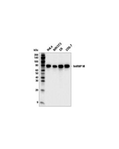 Cell Signaling Hnrnp M (E3j6f) Rabbit mAb