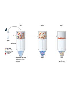 Cell Signaling Active Rap1 Detection Kit