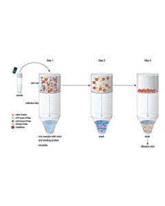 Cell Signaling Active Cdc42 Detection Kit