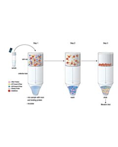 Cell Signaling Active Ras Detection Kit