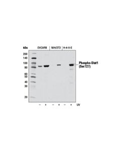 Cell Signaling Phospho-Stat1 (Ser727) (D3B7) Rabbit mAb