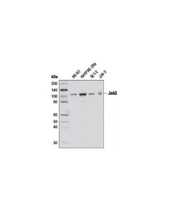 Cell Signaling Jak3 (D1h3) Rabbit mAb