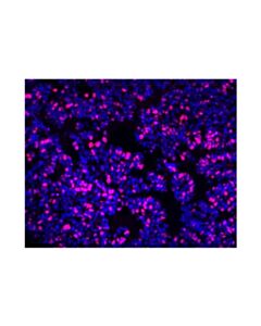 Cell Signaling Ki-67 (D2h10) Rabbit mAb (Alexa Fluor ® 555 Conjugate)