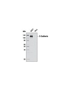 Cell Signaling E-Cadherin (24e10) Rabbit mAb (Biotinylated)