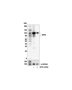Cell Signaling SFPQ (F7S2Q) Rabbit mAb; 20 µl