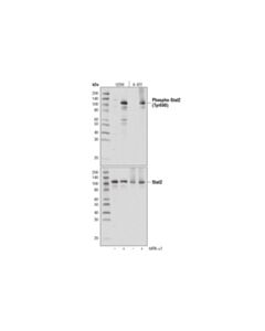 Cell Signaling Phospho-Stat2 (Tyr690) (D3P2P) Rabbit mAb 20 uL
