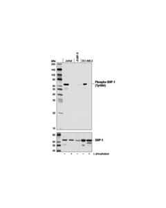 Cell Signaling Phospho-Shp-1 (Tyr564) (D11g5) Rabbit mAb