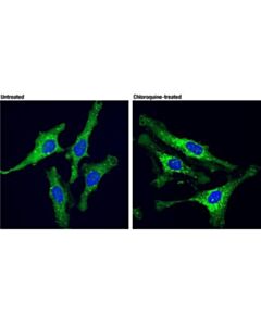 Cell Signaling Sqstm1/P62 (D5l7g) Mouse mAb