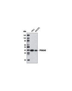 Cell Signaling Pras40 (D23c7) Xp Rabbit mAb (Biotinylated)
