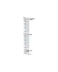 Cell Signaling Phospho-Mcm2 (Ser139) Antibody