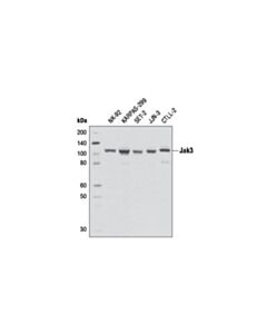 Cell Signaling Jak3 (D7b12) Rabbit mAb